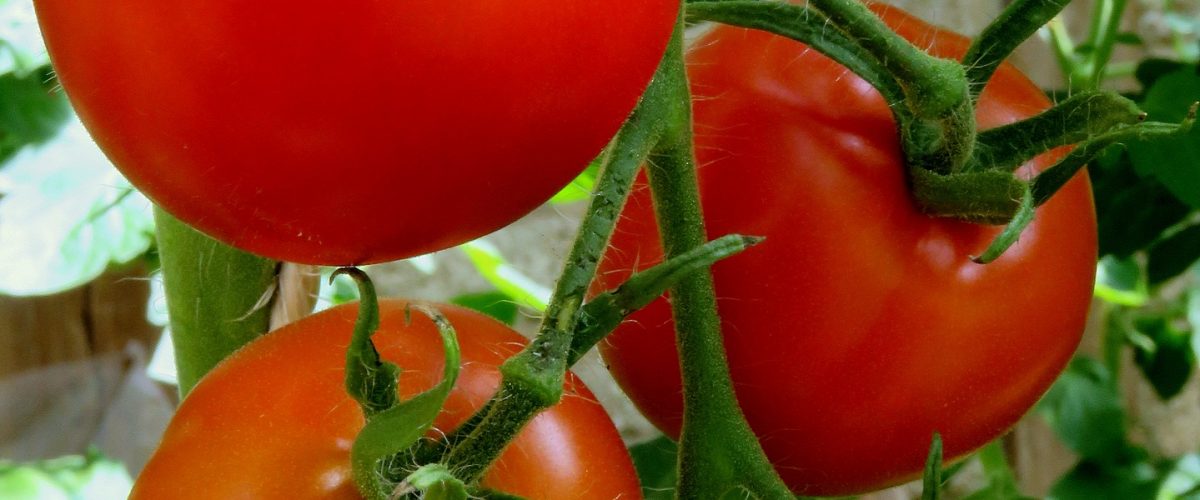 locally grown tomatoes